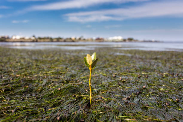 A young mangrove growing in the seagrass beds of Jawbone Sanctuary in Victoria, Australia. stock photo