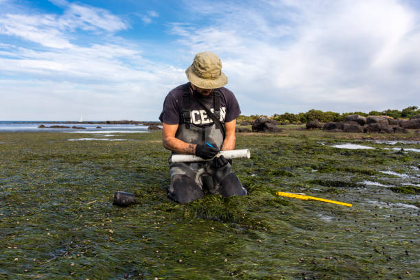 Scientist collecting a sediment core to assess carbon sequestration rates in the sediment of a tidal seagrass bed. Scientist collecting a sediment core to assess carbon sequestration rates in the sediment of a tidal seagrass bed. estuary stock pictures, royalty-free photos & images