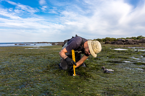 Scientist collecting a sediment core to assess carbon sequestration rates in the sediment of a tidal seagrass bed.
