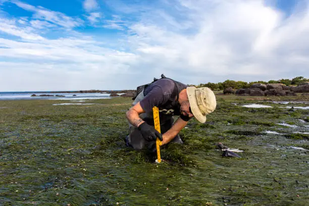 Photo of Scientist collecting a sediment core to assess carbon sequestration rates in the sediment of a tidal seagrass bed.