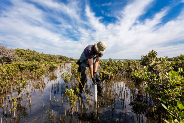 scienziato che raccoglie un nucleo di sedimenti per valutare i tassi di sequestro del carbonio nei sedimenti delle mangrovie. - dirt scientific experiment soil sample environment foto e immagini stock