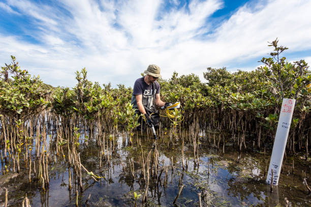 Scientist measuring the water quality in mangroves. stock photo