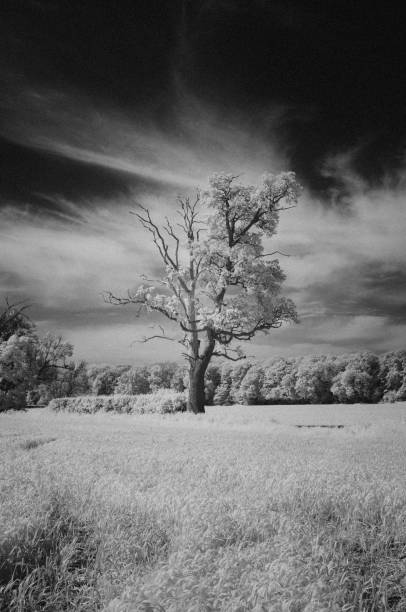 istock Buckinghamshire Landscape In Infrared 1322082665