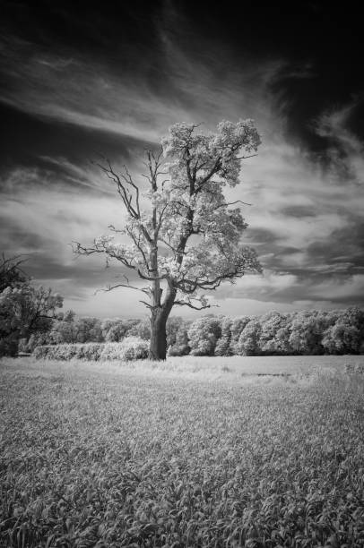 istock Buckinghamshire Landscape In Infrared 1322082857