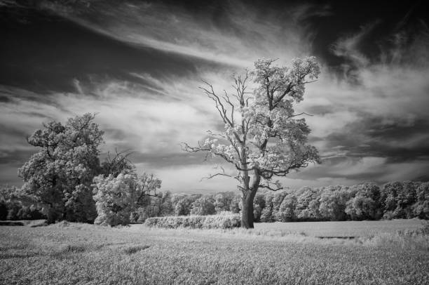 istock Buckinghamshire Landscape In Infrared 1322082945