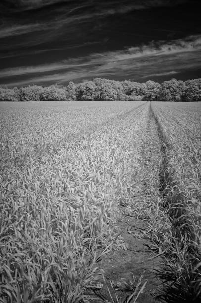 istock Buckinghamshire Landscape In Infrared 1322083007