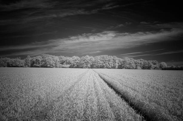 istock Buckinghamshire Landscape In Infrared 1322083040