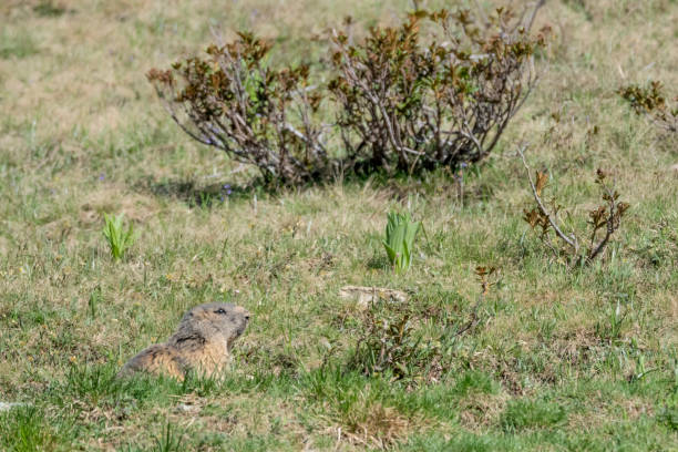 istock Alpine Marmot on burrow (Marmota marmota) 1322083491
