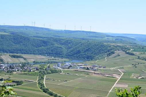 valley vineyards near Piesport with dark green avenue line