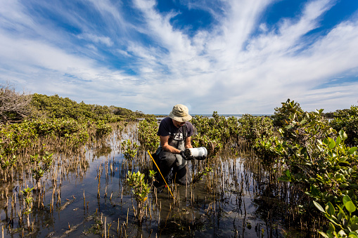 Científico que recolecta un núcleo de sedimento para evaluar las tasas de secuestro de carbono en el sedimento de los manglares. photo