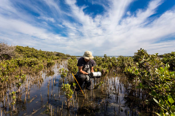 scienziato che raccoglie un nucleo di sedimenti per valutare i tassi di sequestro del carbonio nei sedimenti delle mangrovie. - dirt scientific experiment soil sample environment foto e immagini stock