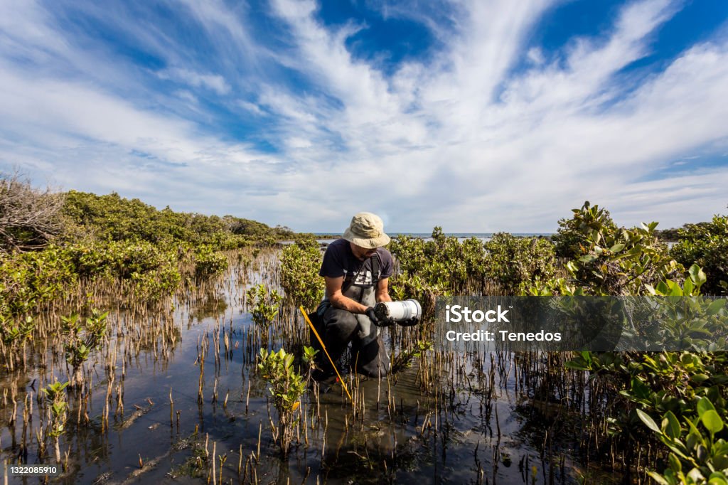 Scientist collecting a sediment core to assess carbon sequestration rates in the sediment of mangroves. Wetland Stock Photo