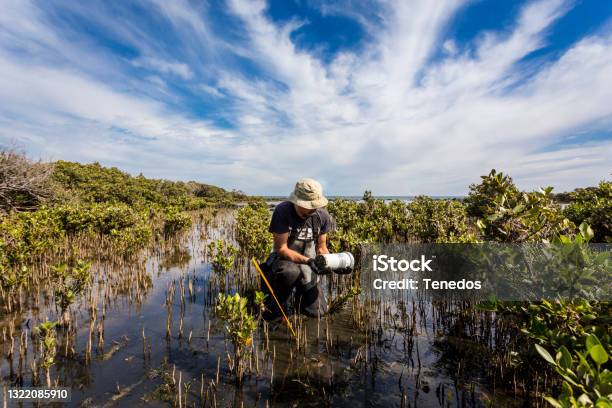 Scientist Collecting A Sediment Core To Assess Carbon Sequestration Rates In The Sediment Of Mangroves Stock Photo - Download Image Now