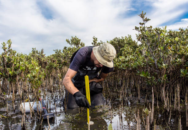 scienziato che raccoglie un nucleo di sedimenti per valutare i tassi di sequestro del carbonio nei sedimenti delle mangrovie. - dirt scientific experiment soil sample environment foto e immagini stock