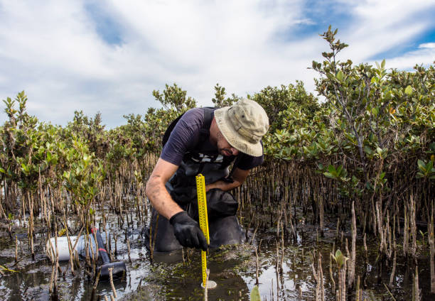Scientist collecting a sediment core to assess carbon sequestration rates in the sediment of mangroves. stock photo