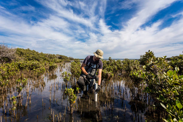 scienziato che raccoglie un nucleo di sedimenti per valutare i tassi di sequestro del carbonio nei sedimenti delle mangrovie. - dirt scientific experiment soil sample environment foto e immagini stock