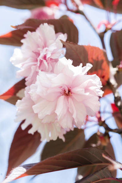 розовая вишня цветет на ветке с размытым фоном. - cherry blossom spring day sakura стоковые фото и изображения