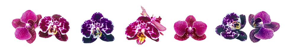 Violet Orchid Flowers Isolated on White Background. Purple Phalenopsis Collection, Set of Exotic Falenopsis Orchid Flowers