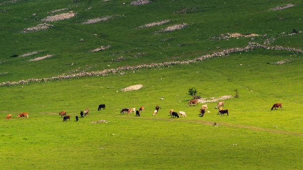istock Cows graze in a high mountain green meadow 1322089733