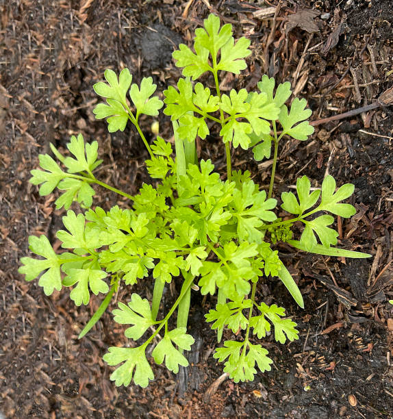 Chervil, Anthriscus cerefolium Chervil, Anthriscus cerefolium, is an important medicinal and medicinal plant. The herb is also used in the Frankfurt green sauce. cerefolium stock pictures, royalty-free photos & images