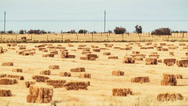 Photo of Sheaves of hay on the field