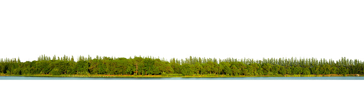 Vista de una línea de árbol de alta definición aislada sobre un fondo blanco. photo