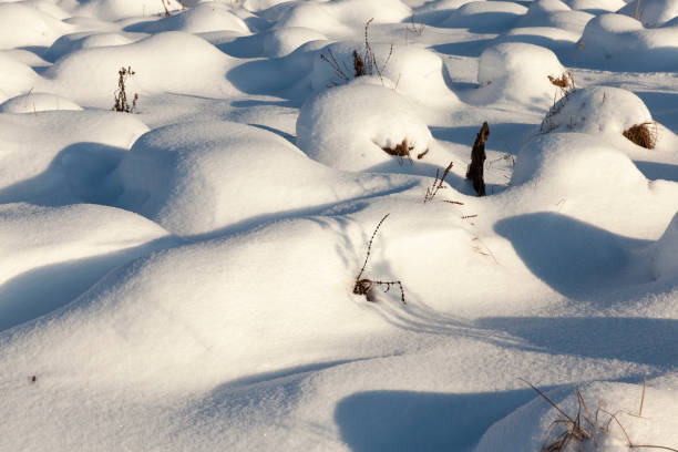 istock snow cover the grass and dry plants 1322090847