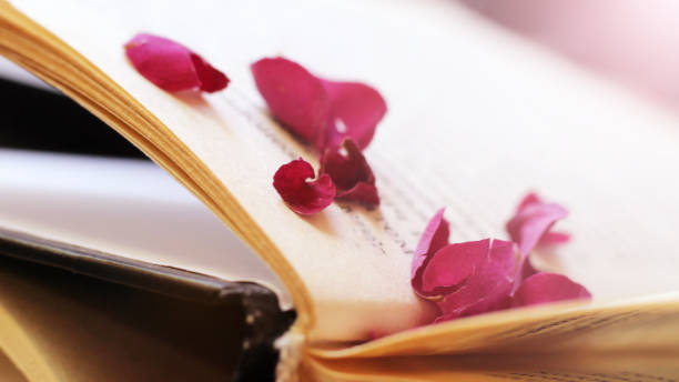 istock Pink rose petals on a book 1322090959