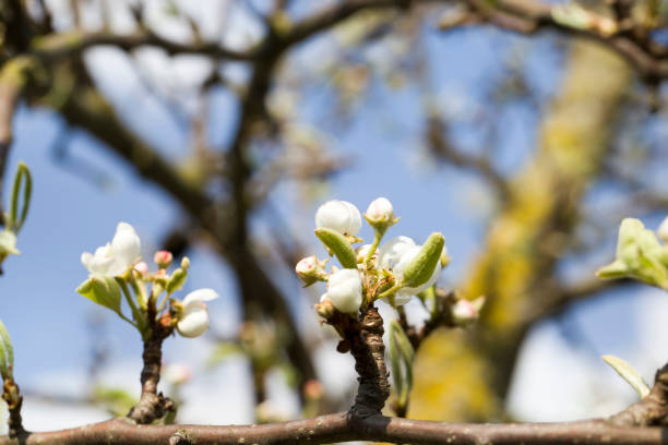 istock flowering trees in the orchard 1322091848