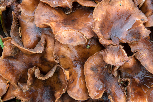 Close Up Of Wet Mushrooms Trametes Versicolor
