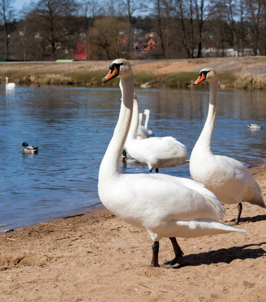 istock lake or river with swans that came ashore 1322091881