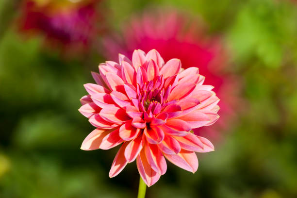 istock beautiful red and pink flowers 1322092155
