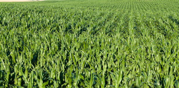 istock green fresh corn in the field 1322092174