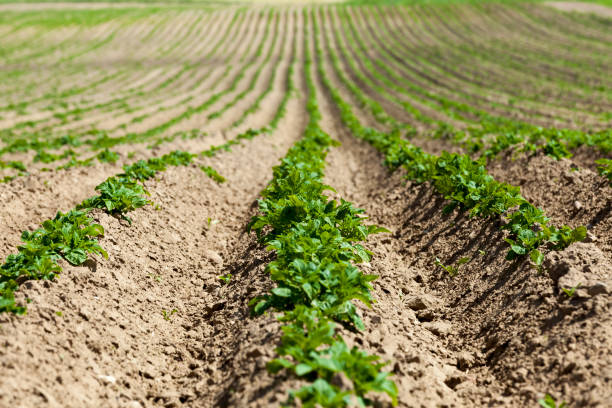 istock potatoes are grown on an agricultural field 1322092206