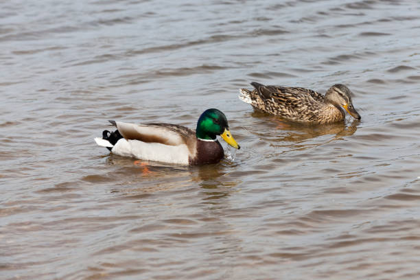 istock small wild ducks in spring or summer in nature 1322092459