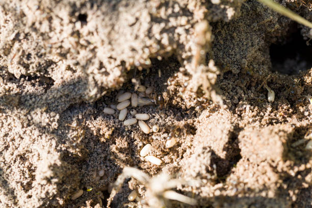 istock ants crawling on the sand in the summer 1322092469
