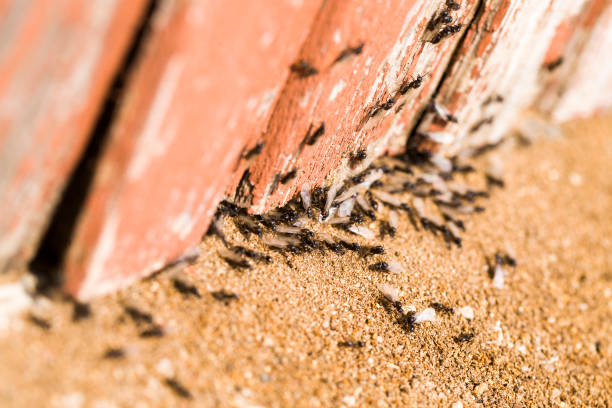 istock ants crawling on the sand in the summer 1322092472