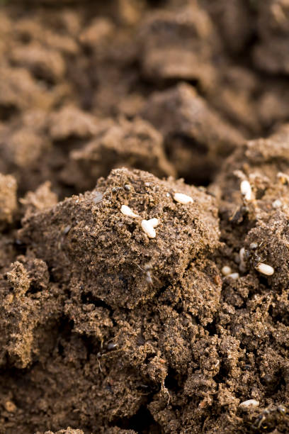 istock ants crawling on the sand in the summer or spring 1322092776
