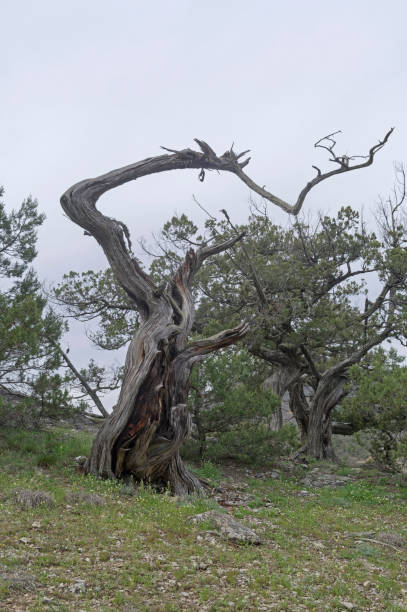 Dried relict treelike juniper with a bizarrely curved trunk. Dried relict treelike juniper (Juniperus excelsa) with a bizarrely curved trunk. Crimea. juniperus excelsa stock pictures, royalty-free photos & images