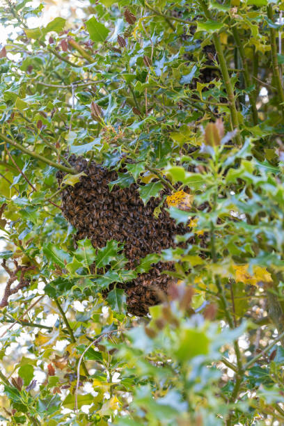 istock Swarm of bees on a tree 1322095428
