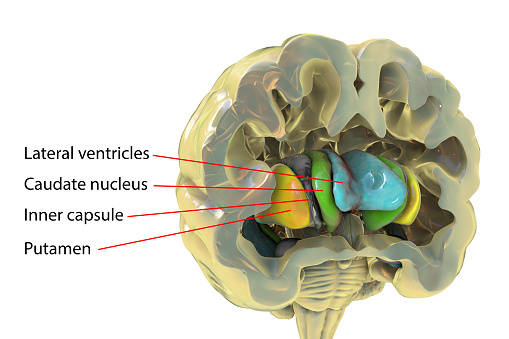 Human brain anatomy, basal ganglia. 3D illustration showing caudate nucleus (green), putamen (yellow), and lateral ventricles (blue)