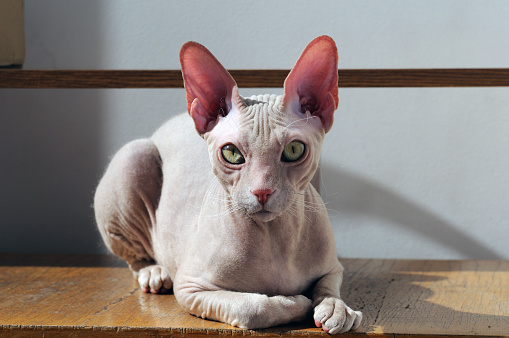 American Cornish Rex kitten. Selective focus on the eyes.