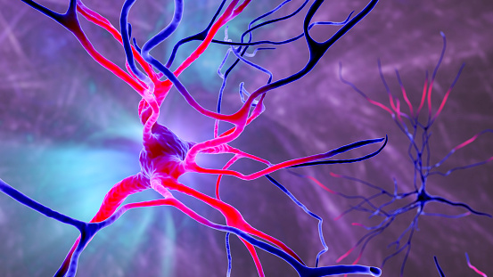 Neuronas, células cerebrales, ubicadas en el lóbulo frontal del cerebro humano photo