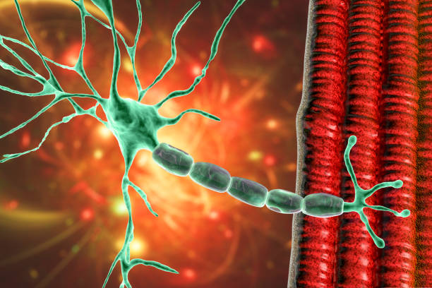моторный нейрон, соединяющийся с мышечным волокном, 3d иллюстрация - muscular contraction стоковые фото и изображения
