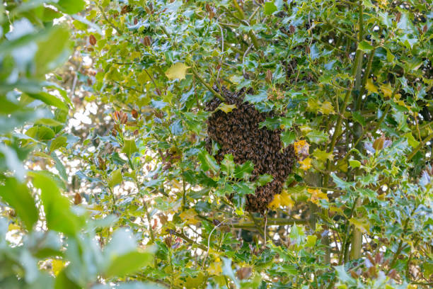 istock Swarm of bees on a tree 1322101704