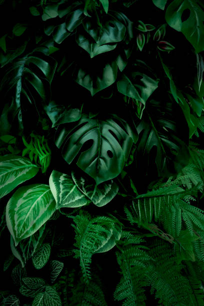 istock abstract green leaf texture, tropical leaf foliage nature dark green background 1322101918