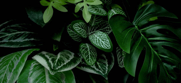 istock abstract green leaf texture, tropical leaf foliage nature dark green background 1322101935