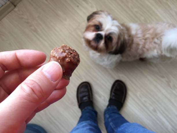 Cute dog waiting for some chocolate in kitchen stock photo