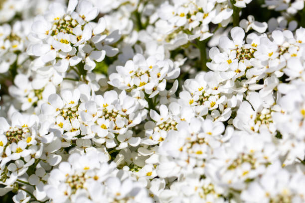 White bow flower in the garden