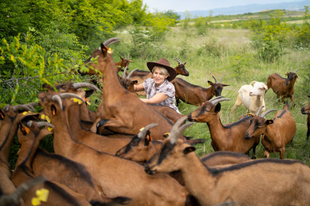 istock Herd of goats and a farmer 1322107590